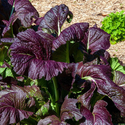A close-up of a Red Giant mustard plant with red-tinged leaves and green foliage growing in soil.