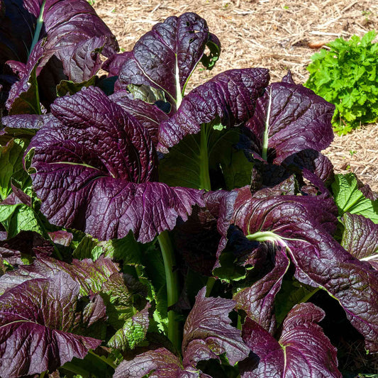 A close-up of a Red Giant mustard plant with red-tinged leaves and green foliage growing in soil.