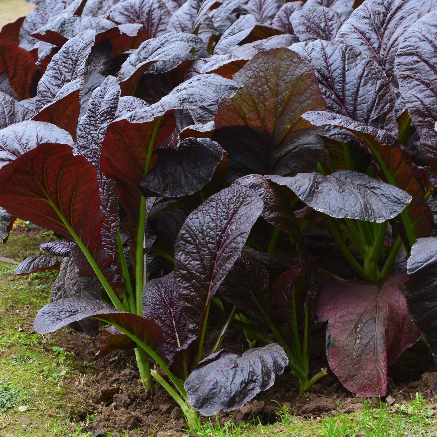 A close-up of a Red Giant mustard plant with red-tinged leaves and green foliage growing in soil.
