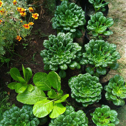 A close-up of a vibrant green tatsoi mustard plant with broad, spoon-shaped leaves in a garden setting.