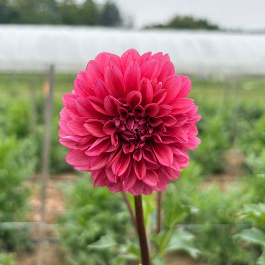 Mystique Dahlia Tuber – spring-planted flower bulb