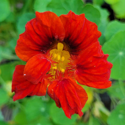 Deep red Nasturtium Mahogany Gleam flowers with dark centers on a green background