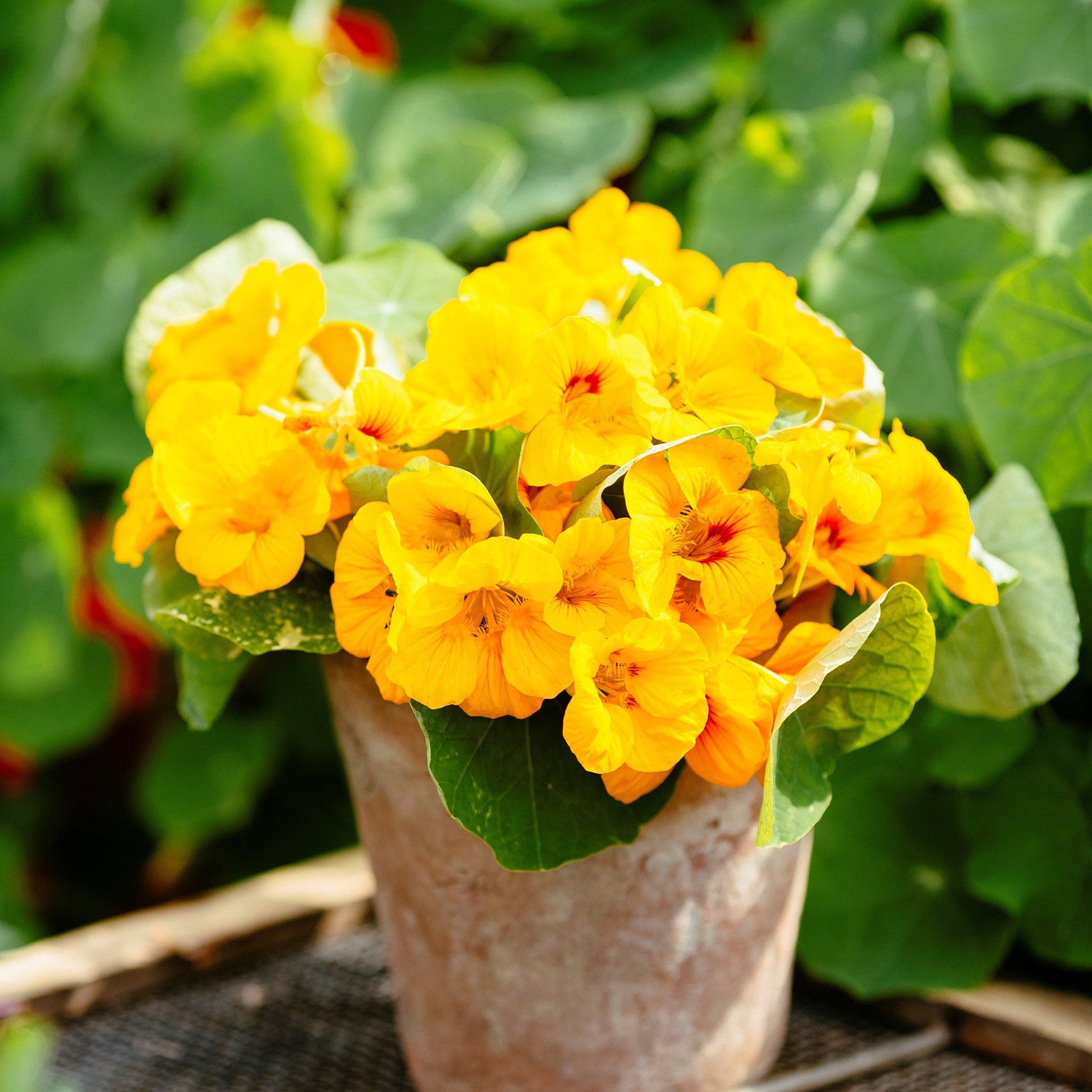 Yellow and orange Nasturtium Alaska Gold flowers in a pot with green leaves