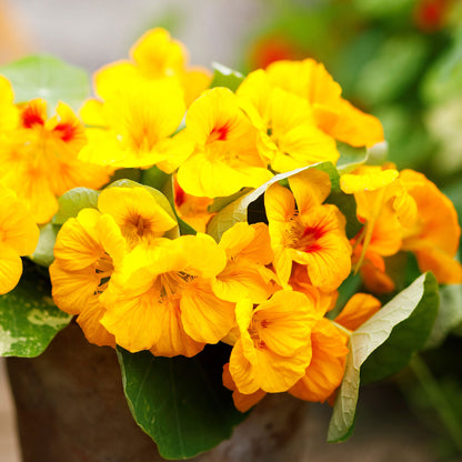 Peach and yellow Nasturtium Alaska Gold flower with green leafy background