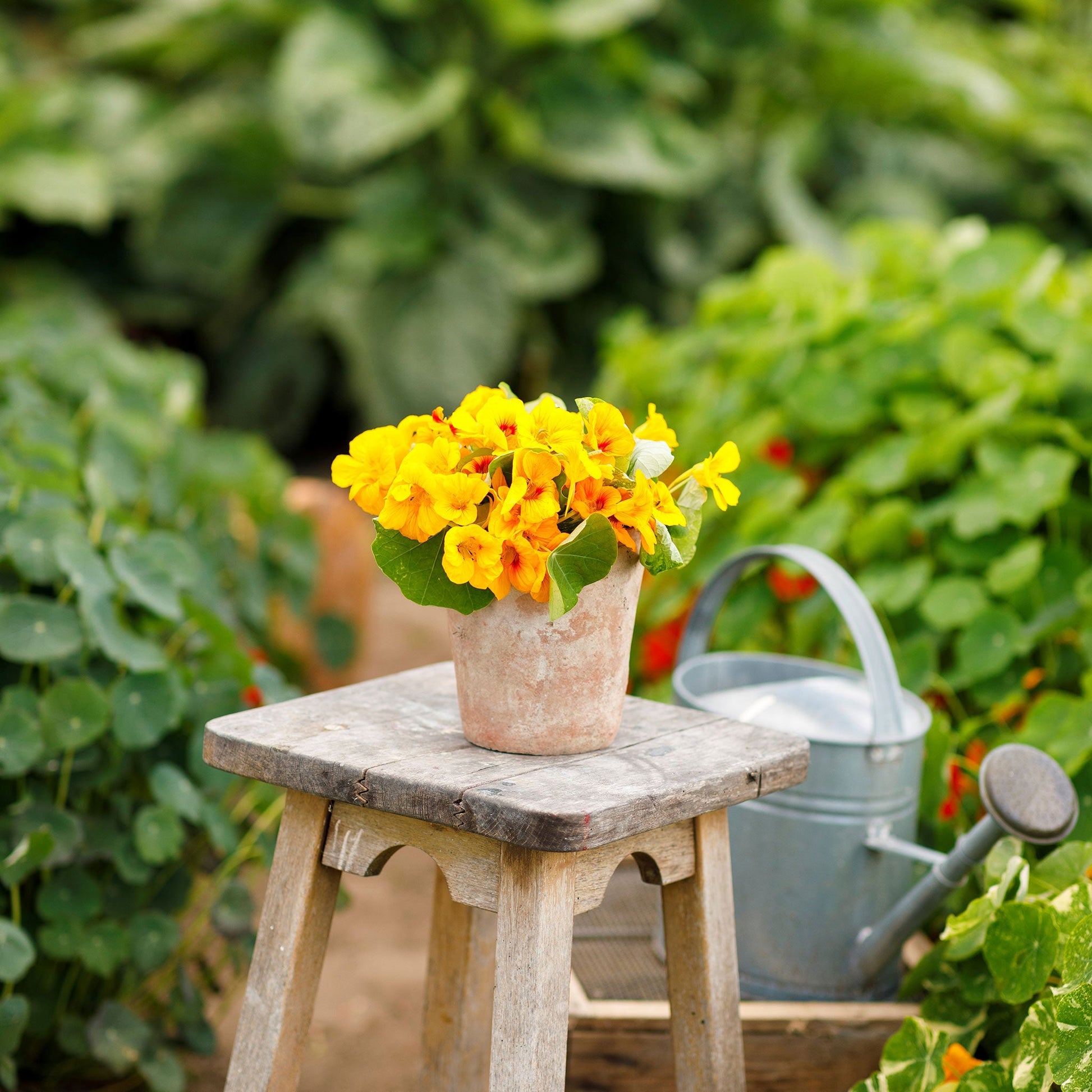 Peachy-orange Nasturtium Alaska Gold flower with a soft green background