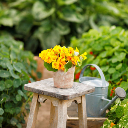 Peachy-orange Nasturtium Alaska Gold flower with a soft green background