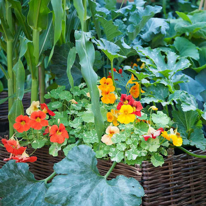 Nasturtium Alaska Mix orange and red flowers with green and white variegated leaves