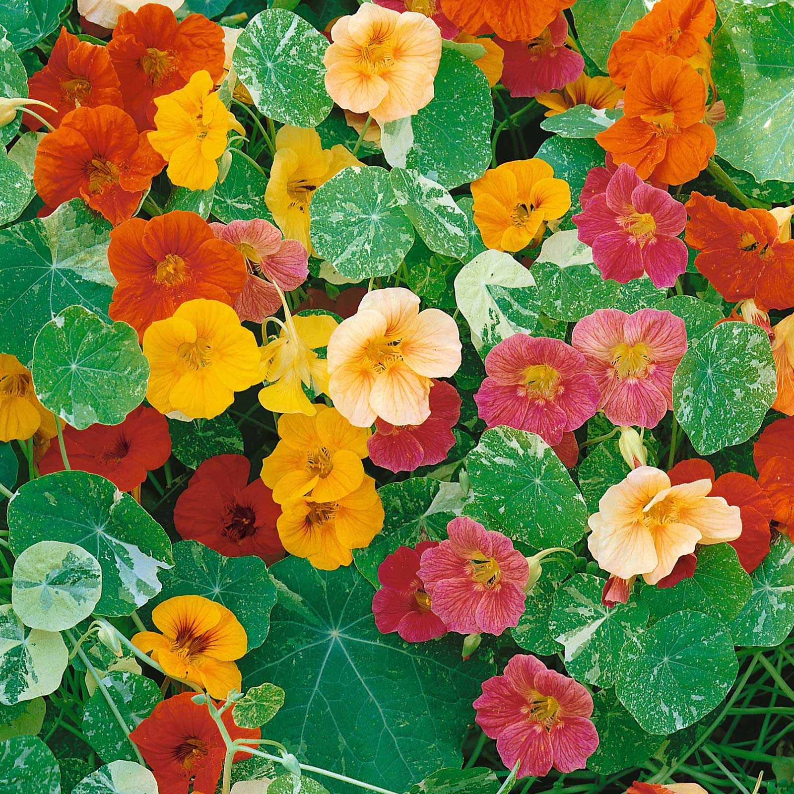 Orange Nasturtium Alaska Mix flower with green and white variegated leaves on blurred background