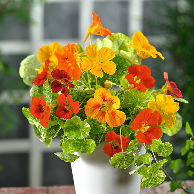 Orange and red Nasturtium Alaska Mix flowers in a pot with green leaves