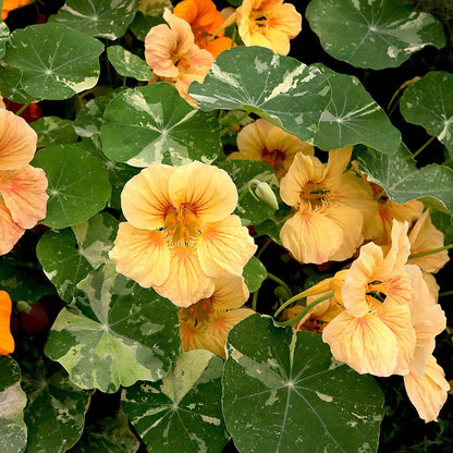 Yellow Nasturtium Alaska Salmon flower with green leaves on a blurred background
