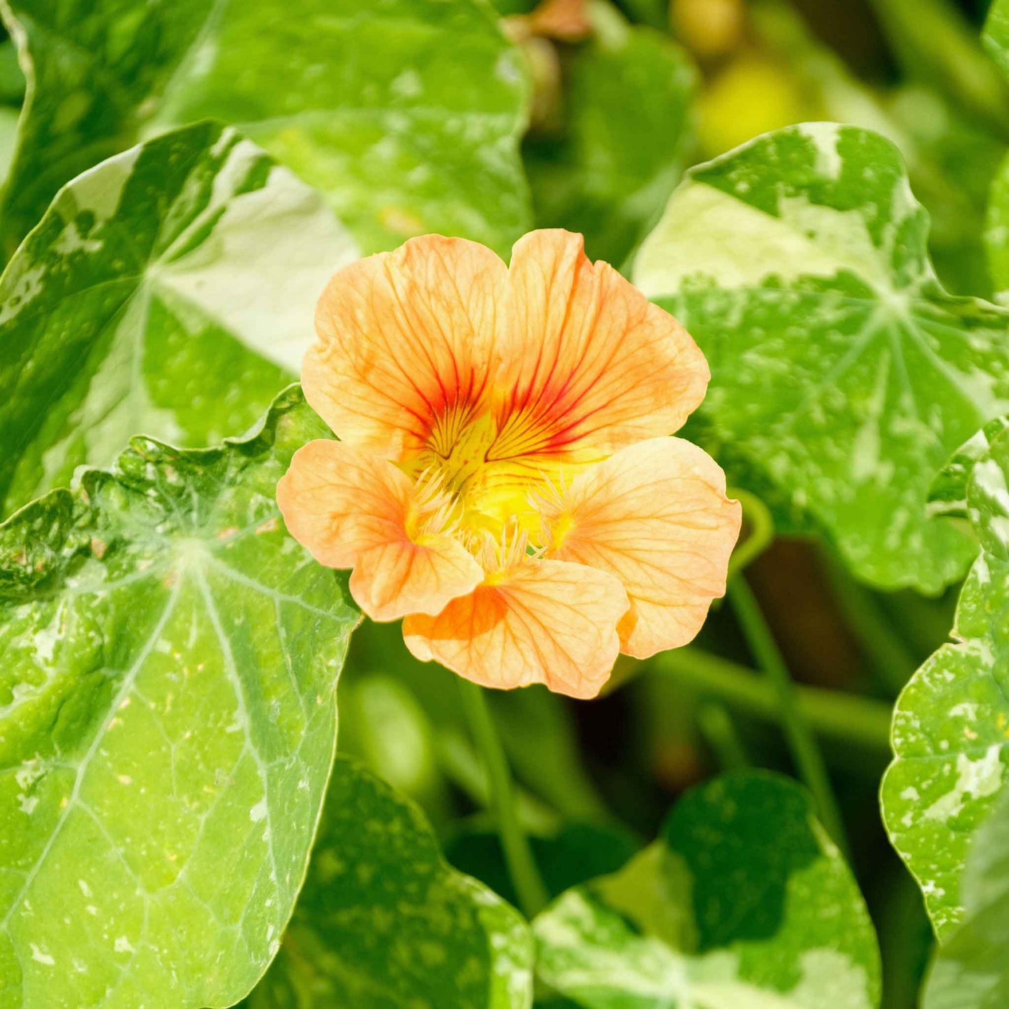 Peach-orange Nasturtium Alaska Salmon flowers with green leafy background