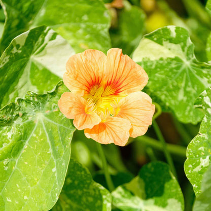 Peach-orange Nasturtium Alaska Salmon flowers with green leafy background