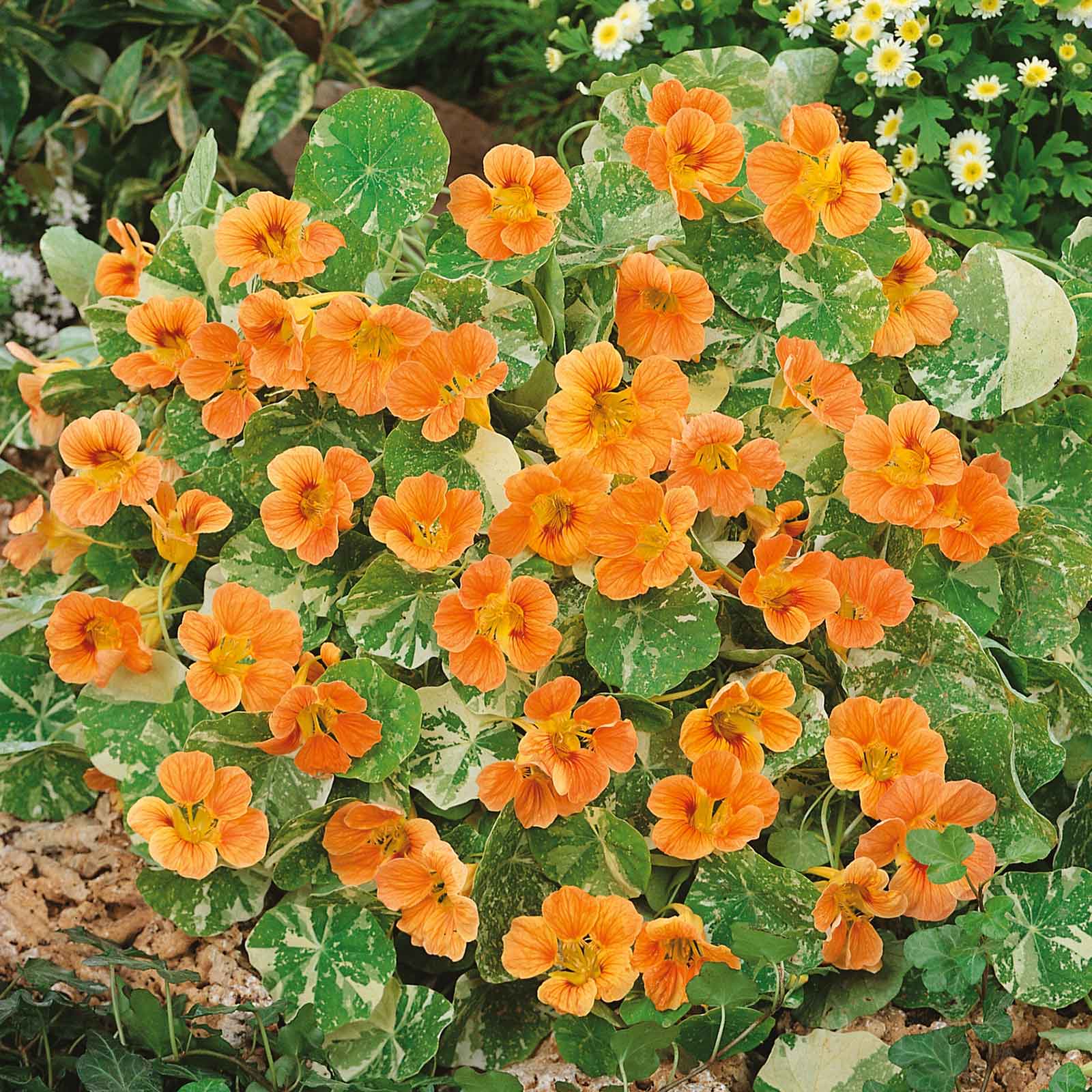 Orange Nasturtium Alaska Salmon flowers in a mass planting on a green background