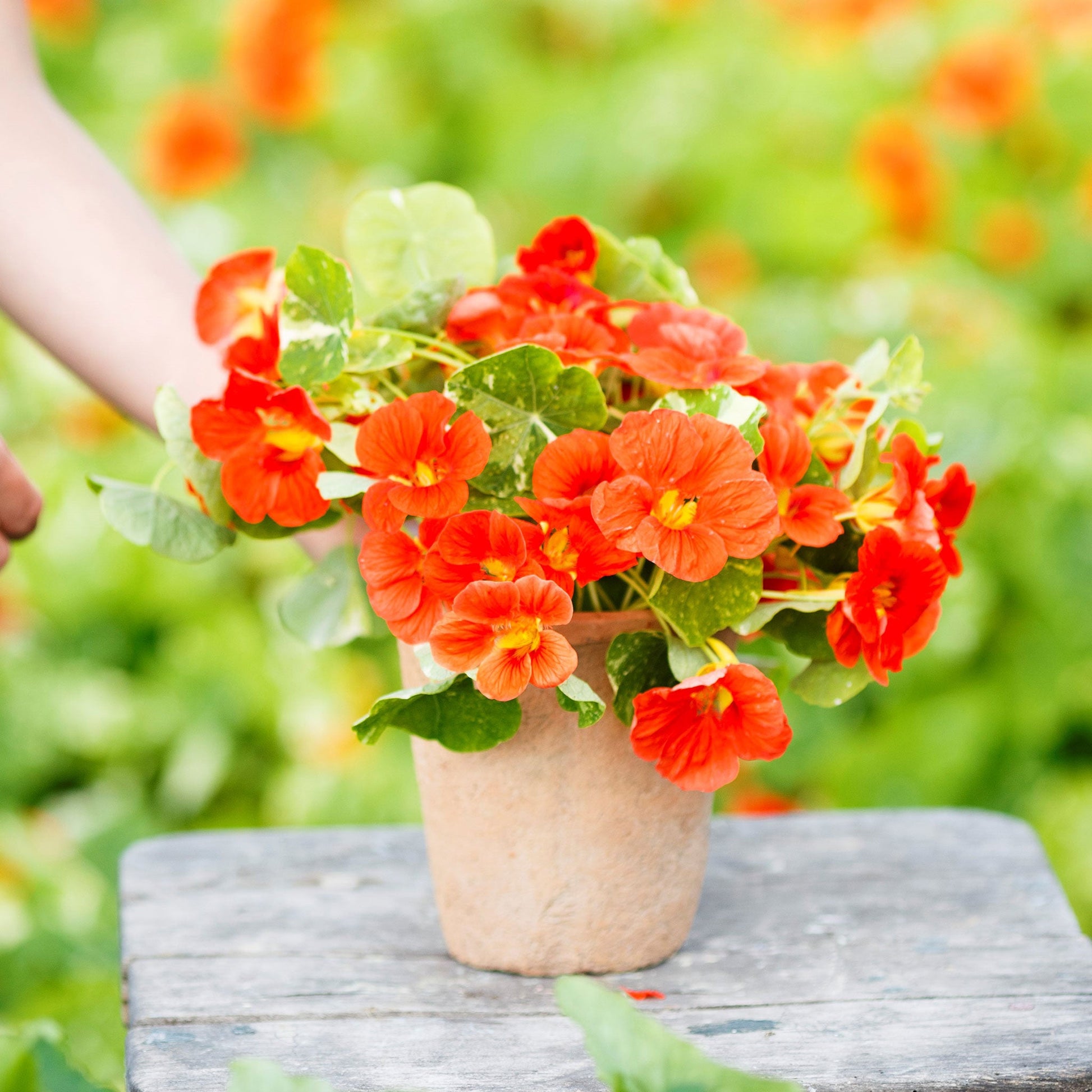 Red and orange Nasturtium Alaska Scarlet flowers with green leaves on garden background