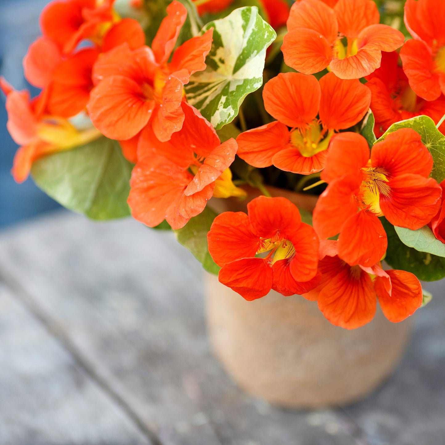 Orange Nasturtium Alaska Scarlet flower with green leaves in a garden setting