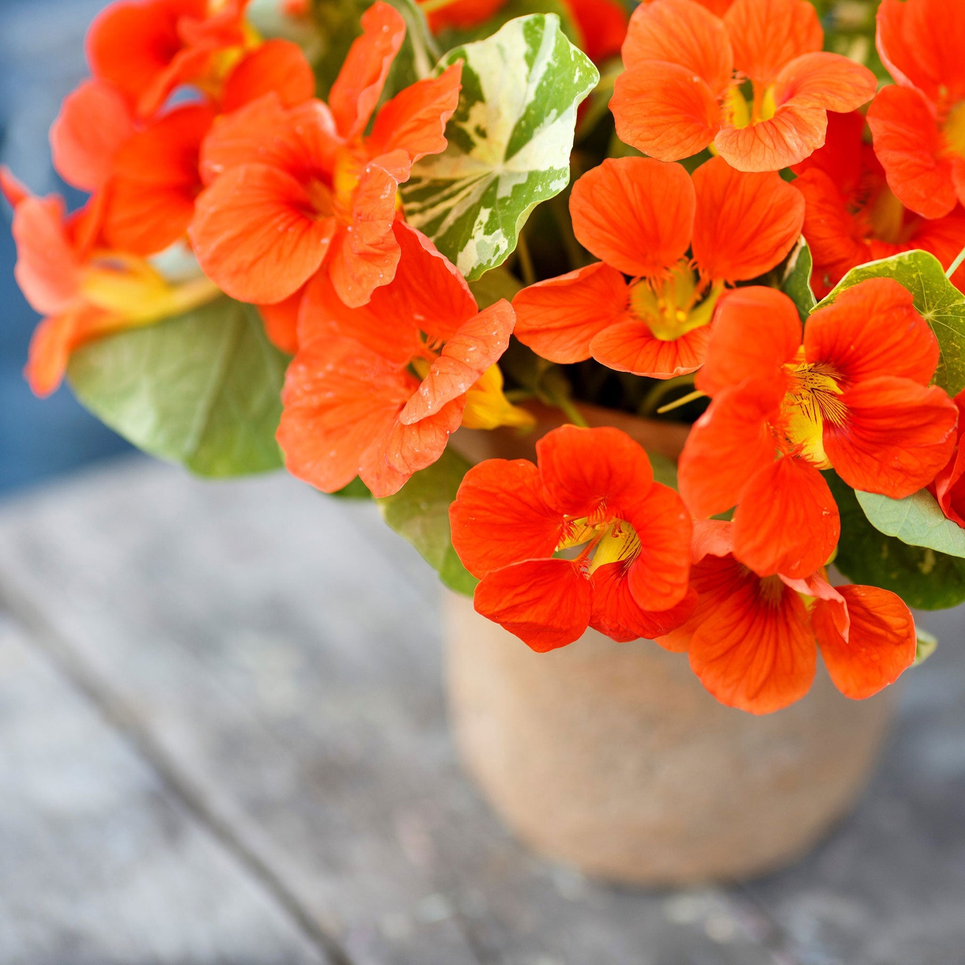 Orange Nasturtium Alaska Scarlet flower with green leaves in a garden setting