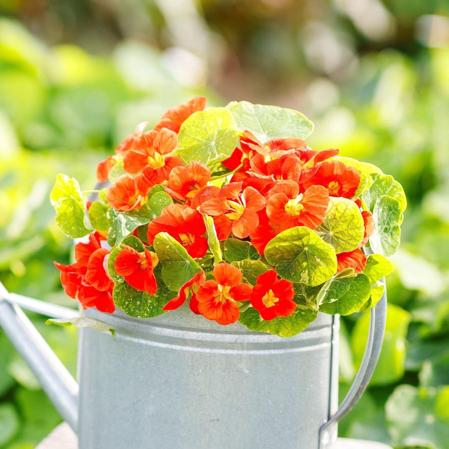 Orange Nasturtium Alaska Scarlet flowers in a pot with green leafy background