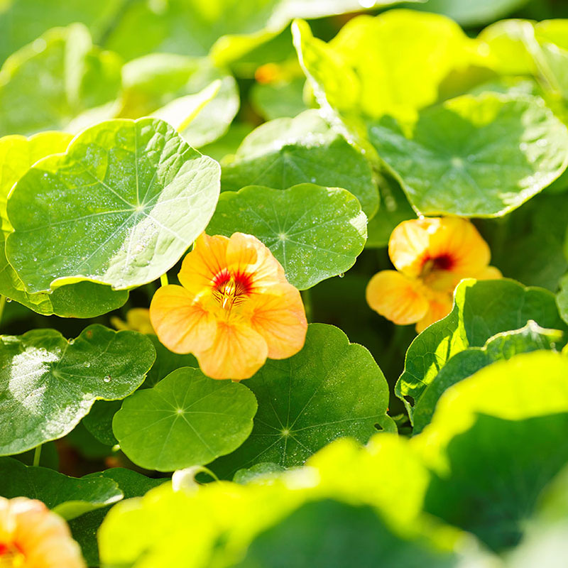 Orange Nasturtium Apricot flower with bright green leaves in soft focus
