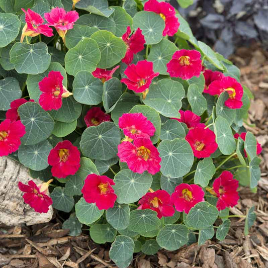 Red Nasturtium Baby Rose flowers with lush green leafy background