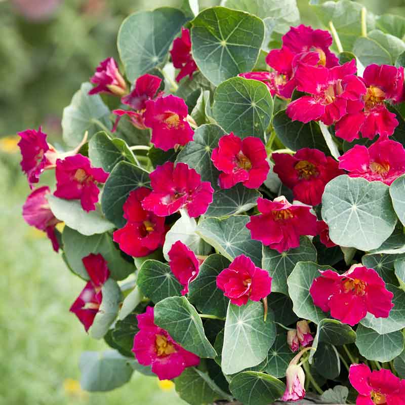 Deep red Nasturtium Baby Rose flowers with green leaves on a garden background