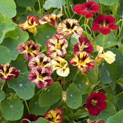 Dark red and cream Nasturtium Bloody Mary flowers with green leafy background