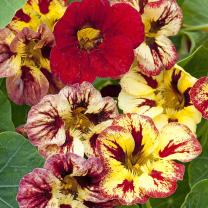 Red and cream Nasturtium Bloody Mary flowers with yellow markings on green background