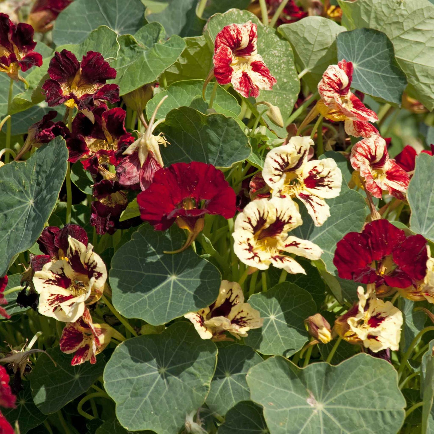 Red Nasturtium Bloody Mary flowers with green leaves in a garden setting