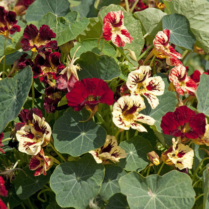 Red Nasturtium Bloody Mary flowers with green leaves in a garden setting