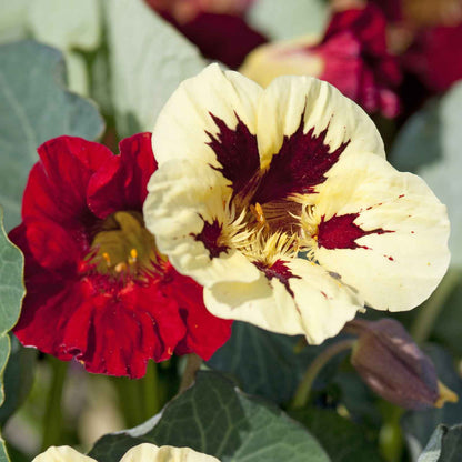 Deep red single Nasturtium Bloody Mary flower with green blurred background