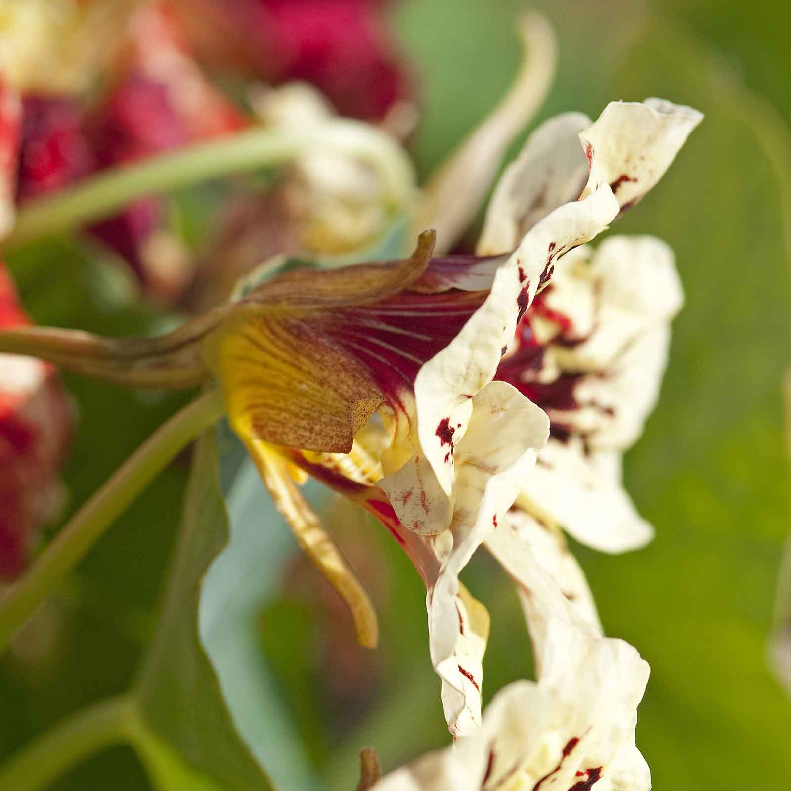 White Nasturtium Bloody Mary flower with dark markings on a blurred background
