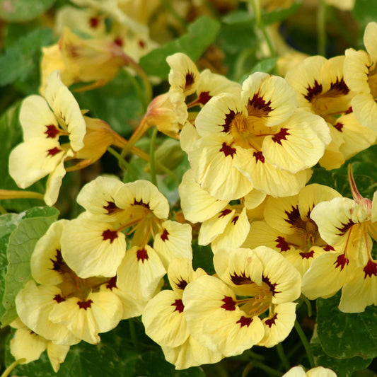Cream and yellow Nasturtium Cream Troika flowers with green leaves and dark spots