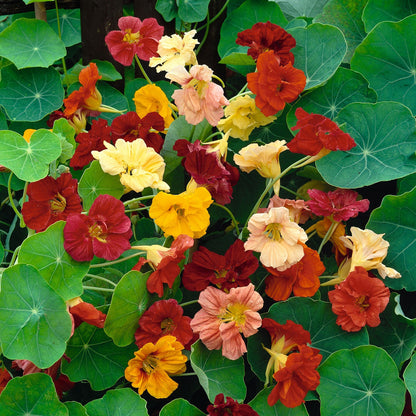 Mixed Nasturtium Double Gleam red, orange, and yellow flowers on a green background