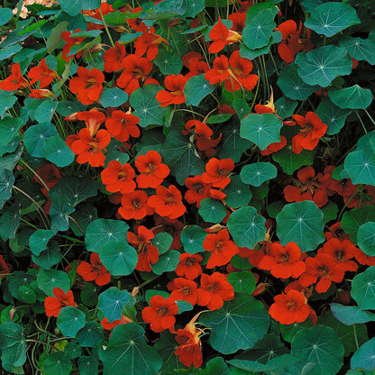Red Nasturtium Empress of India flowers with lush green foliage background