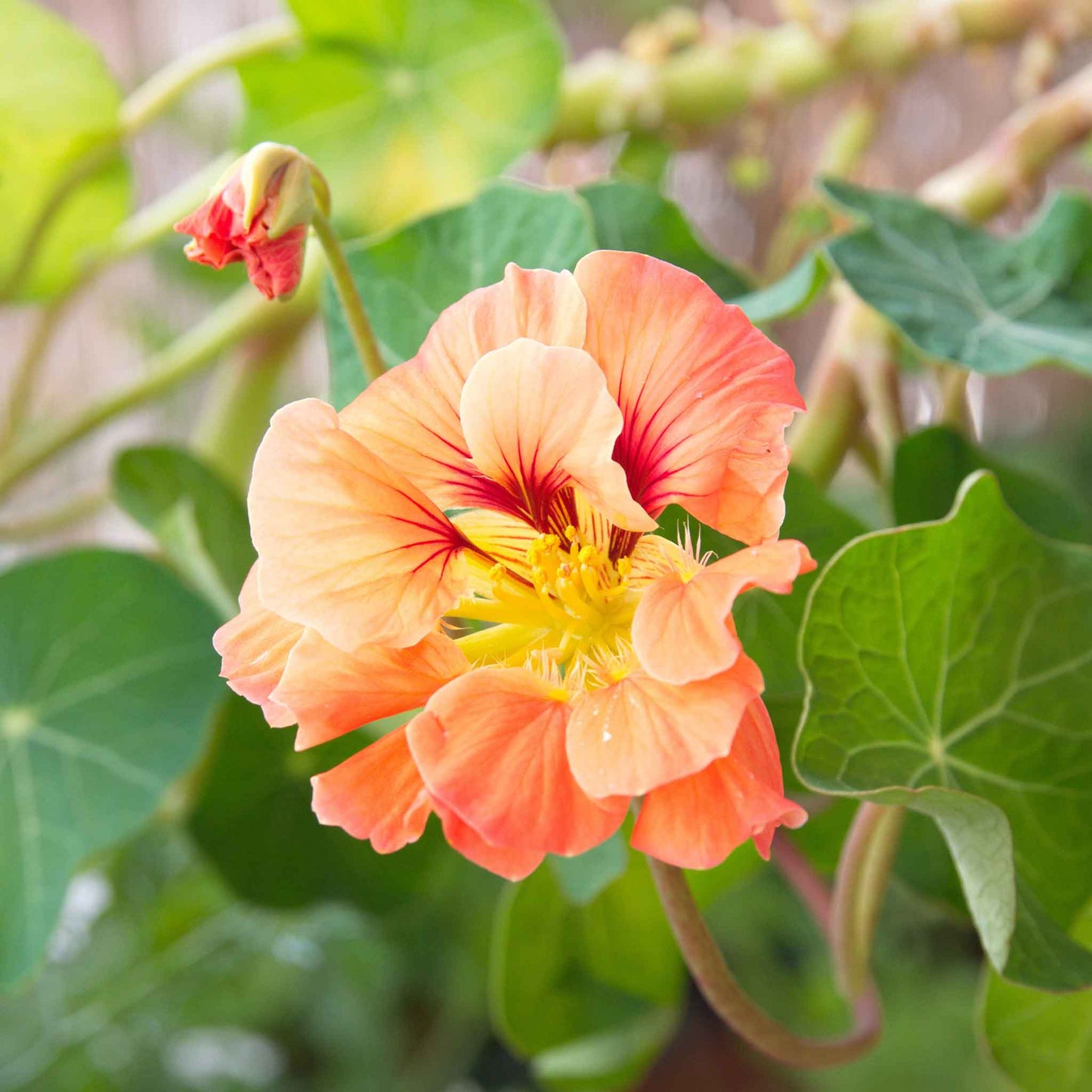 Salmon-pink Nasturtium Gleam Salmon flower with green leaves on a garden background