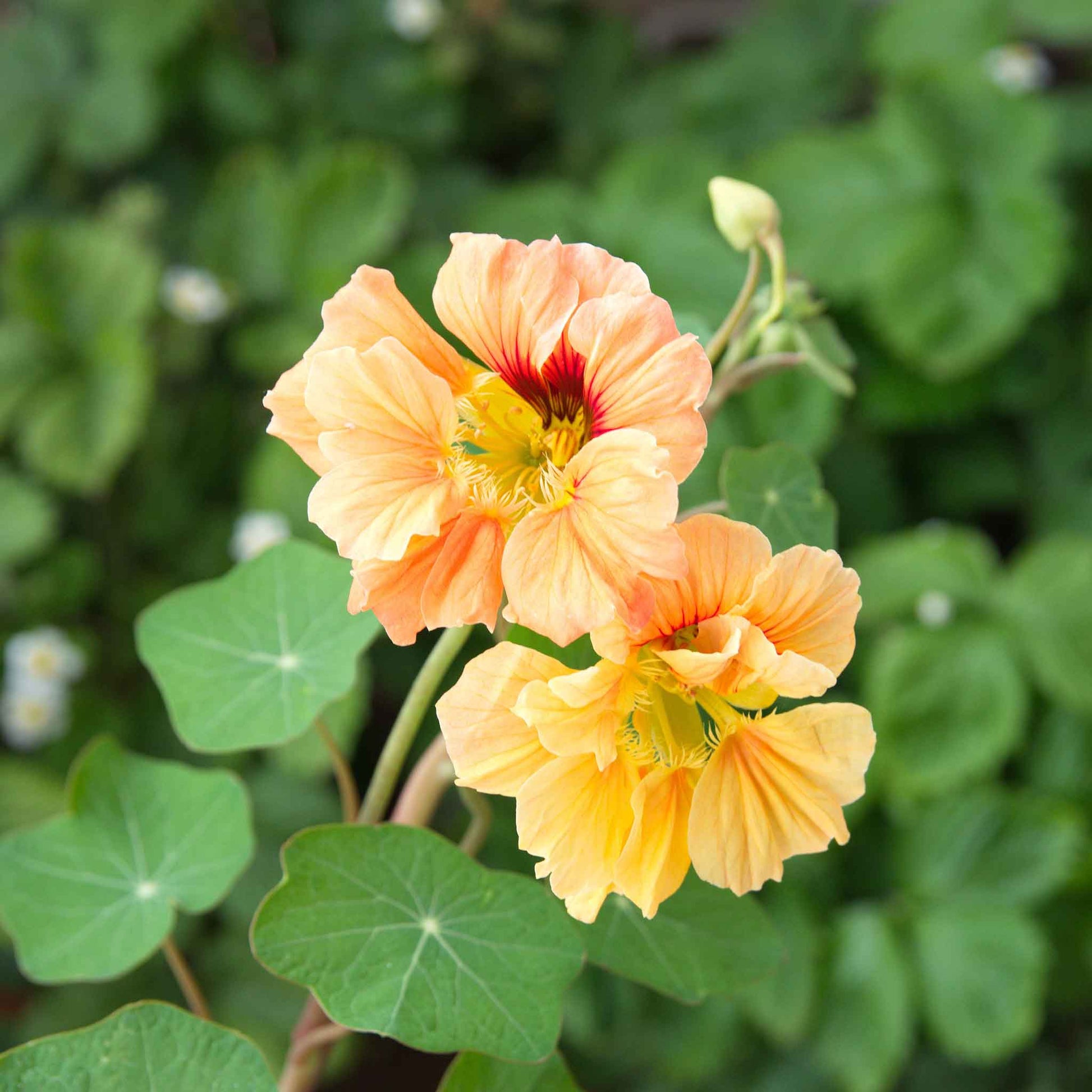 Orange Nasturtium Gleam Salmon flowers with green leaves on a blurred background