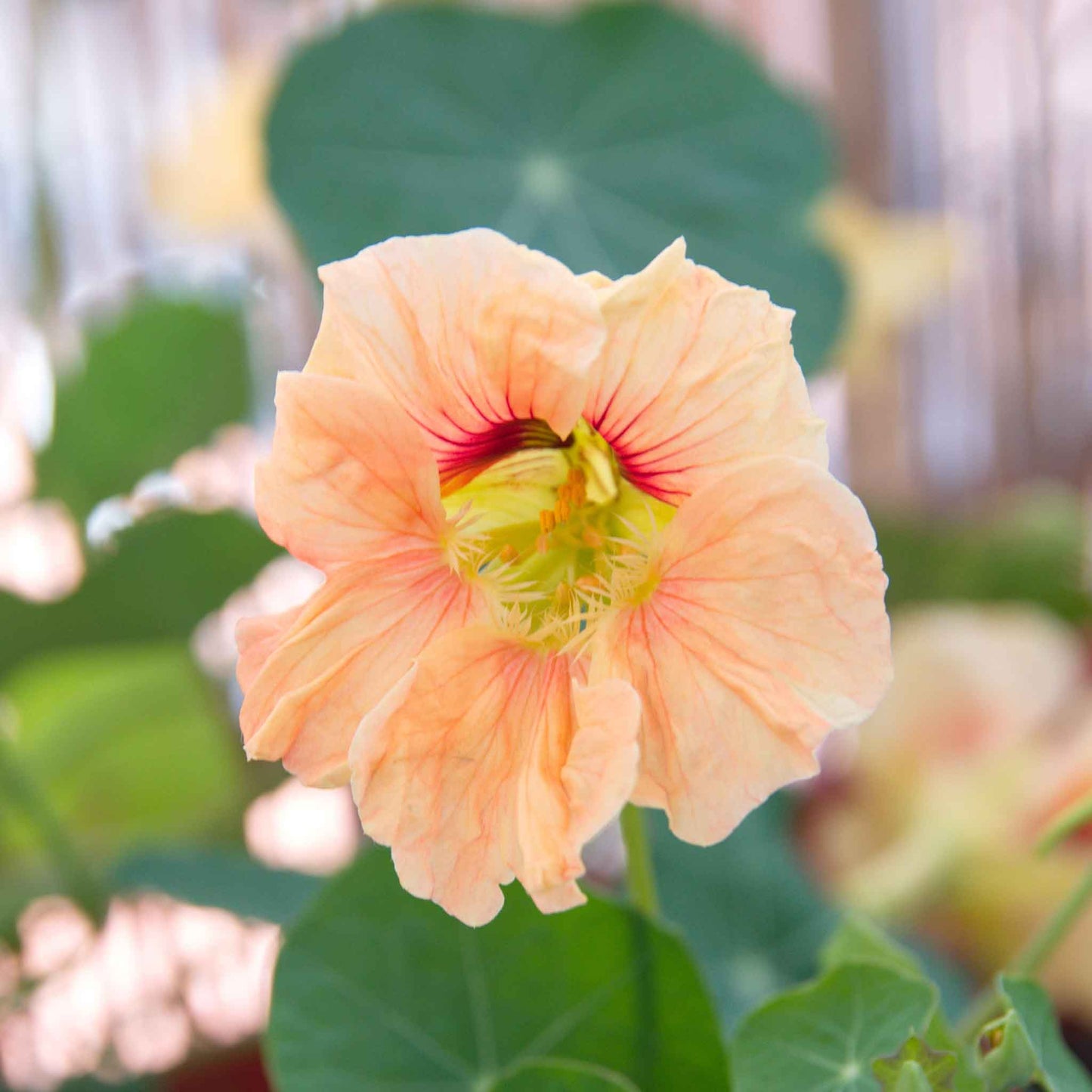 Peach Nasturtium Gleam Salmon flower with soft green blurred background