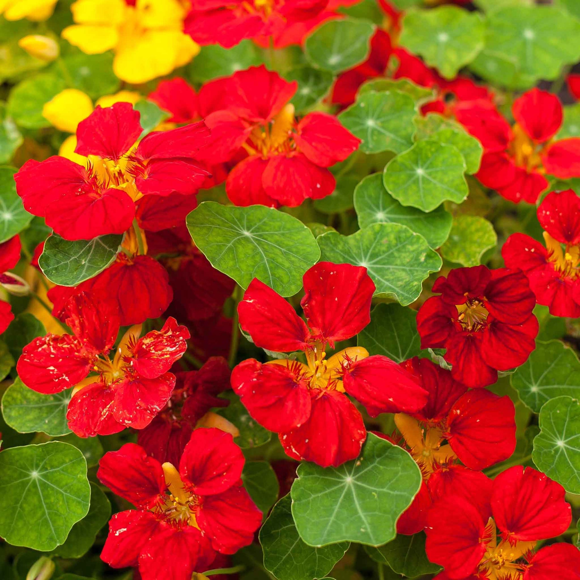 Red and yellow Nasturtium Globe of Fire flowers with green leaves on a garden background
