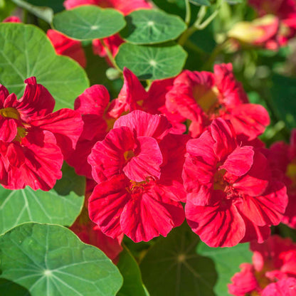 Red and pink Nasturtium Jewel Cherry Rose flowers with green leafy background