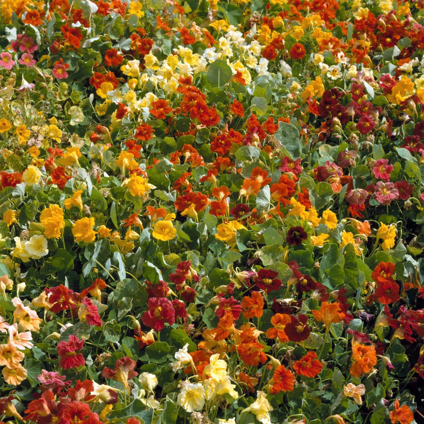 Orange, yellow, and red Nasturtium Jewel Mix flowers with green leaves in a garden