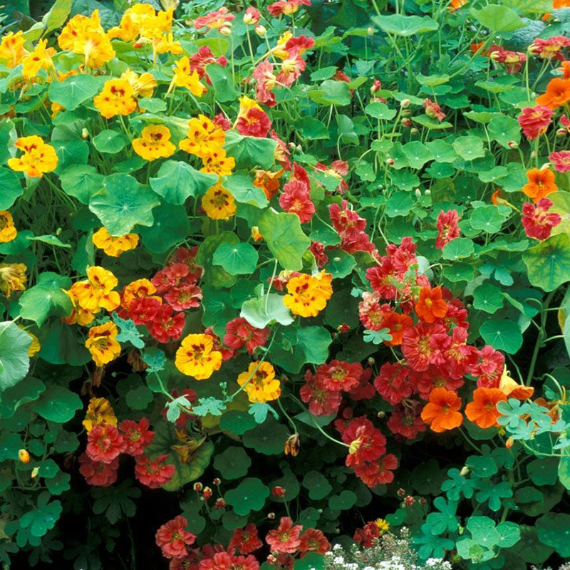 Bright orange Nasturtium Jewel Mix cluster with green leaves in a garden setting