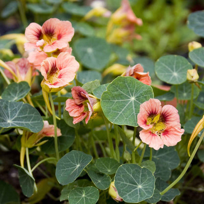 Peach-orange Nasturtium Ladybird Rose flower with orange and yellow petals on green background