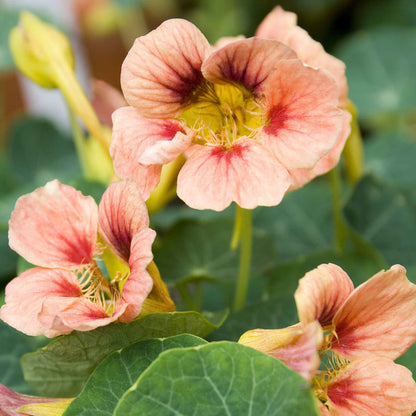 Pink-salmon Nasturtium Ladybird Rose flowers with a blurred green background