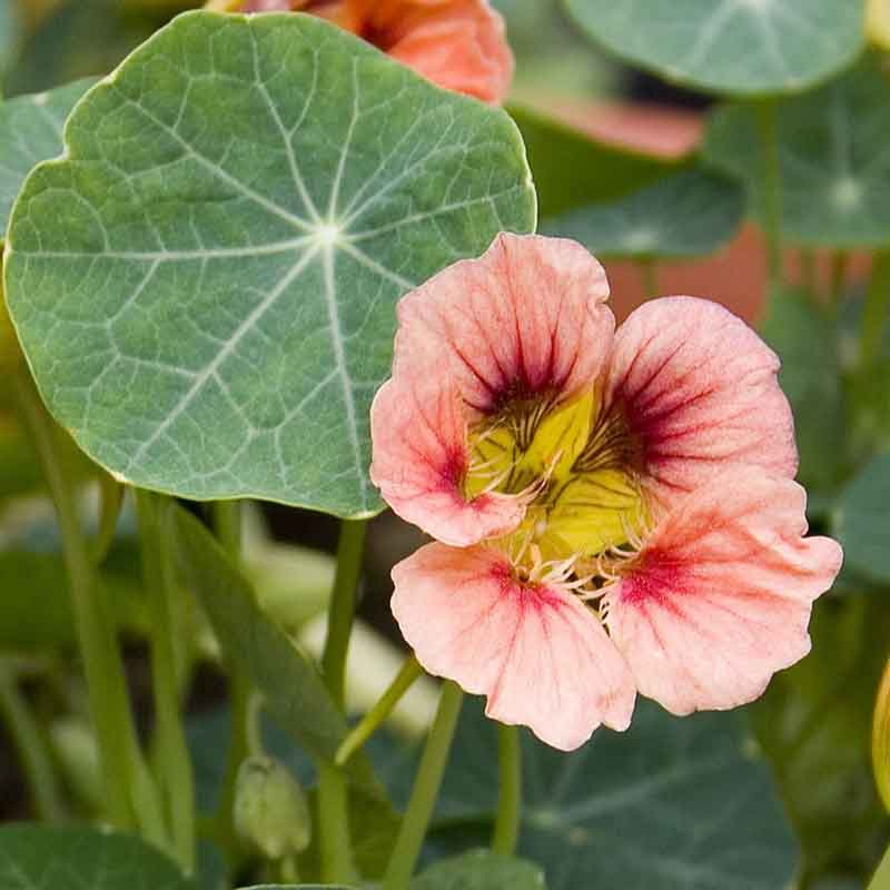 Pink Nasturtium Ladybird Rose flowers with large green leaves in background
