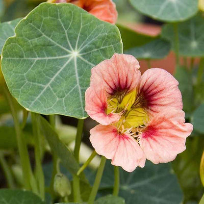 Pink Nasturtium Ladybird Rose flowers with large green leaves in background