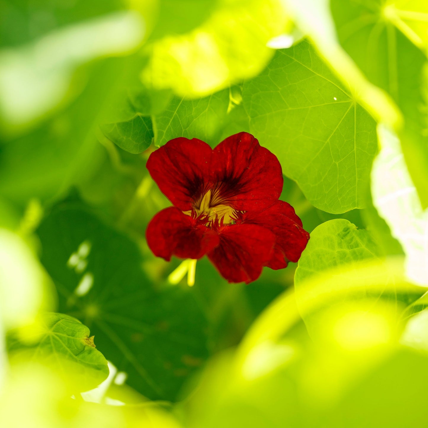 Red Nasturtium Mahogany Gleam flower with bright green leaves in the background