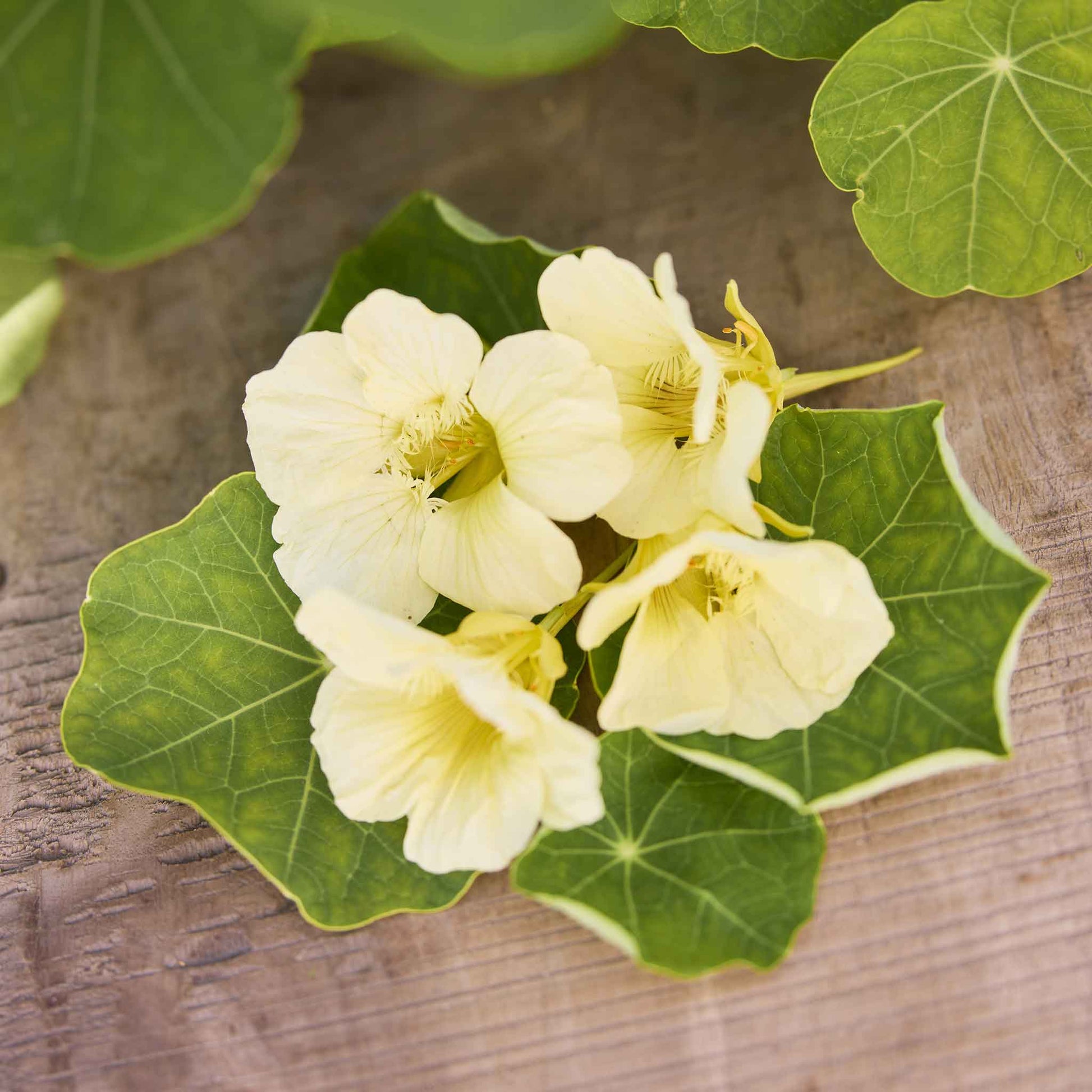 Pale yellow Nasturtium Moonlight flower with dark veins against a green background