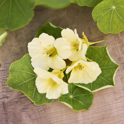 Pale yellow Nasturtium Moonlight flower with dark veins against a green background