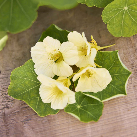 Pale yellow Nasturtium Moonlight flower with dark veins against a green background