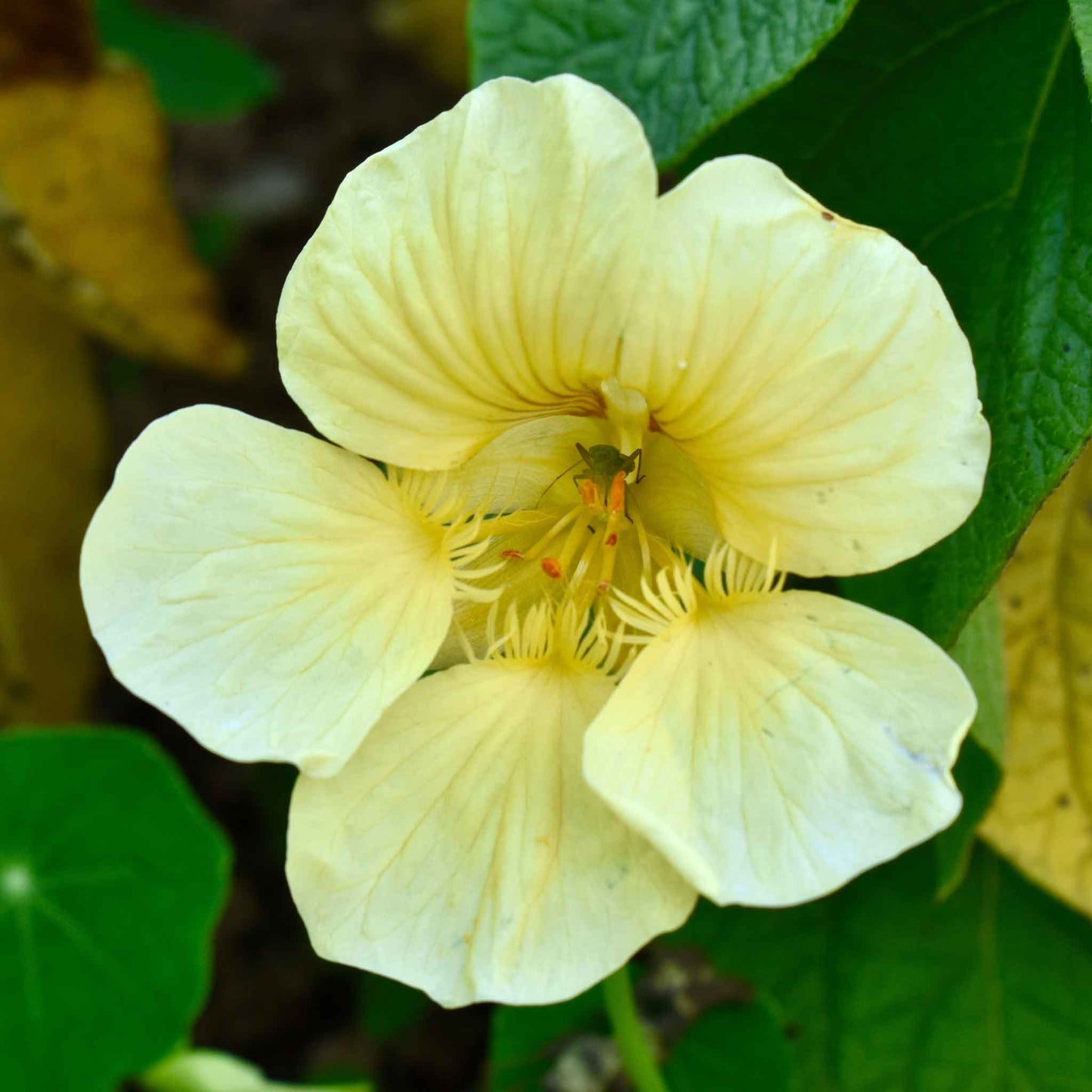 Yellow Nasturtium Moonlight flower with orange center against a green background