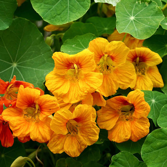 Orange Nasturtium Orange Gleam flowers with green leaves on a garden background